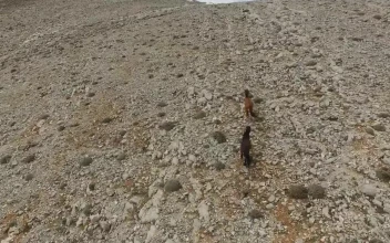 Stock Footage Wild Horses Running In The Rocky Mountain