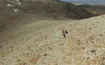 Stock Footage Wild Horses Running In The Mountains