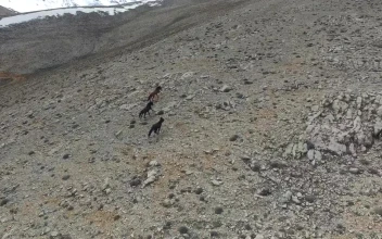 Stock Footage Wild Horses Running In A Rocky Valley