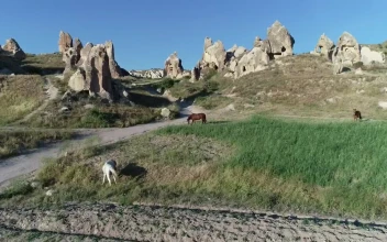 Stock Footage Wild Horses In The Mountains