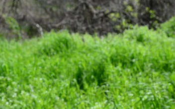 Stock Footage Wild Grass In The Spring