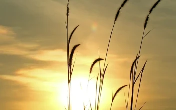 Stock Footage Wild Grass Swaying Against The Breeze