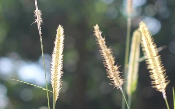 Stock Footage Wild Grass In The Breeze
