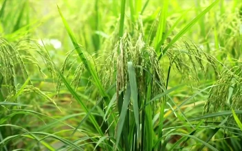 Stock Footage Wild Grass In A Meadow