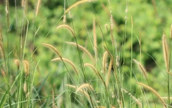 Stock Footage Wild Grass And Ferns