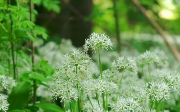 Stock Footage Wild Flowers In A Forest