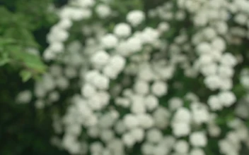 Stock Footage Wild Flowers Growing