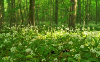 Stock Footage Wild Flowers Blooming