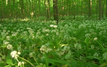Stock Footage Wild Flowers And Grass