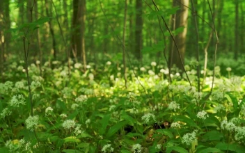 Stock Footage Wild Flowers Across The Forest Floor