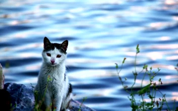 Stock Footage Wild Cat Standing By A River