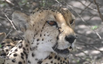 Stock Footage Wild Cheetah Resting In The Shade