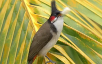 Stock Footage Wild Bird Eating Bread