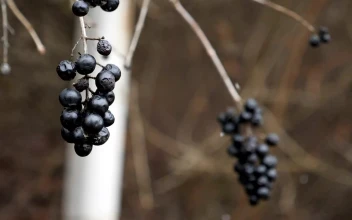 Stock Footage Wild Berries And Snow