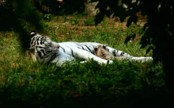 Stock Footage White Tiger Resting In Nature