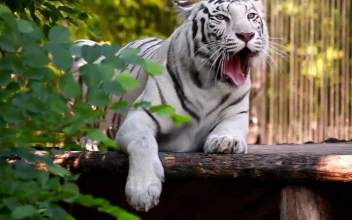 Stock Footage White Tiger Resting And Yawning