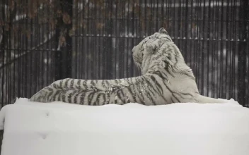 Stock Footage White Tiger Laying In The Snow