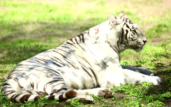 Stock Footage White Tiger Laying In The Grass Yawns