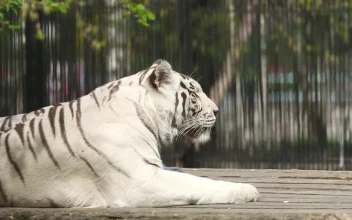 Stock Footage White Tiger Laying At The Zoo