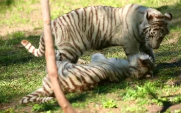 Stock Footage White Tiger Cubs Playing In The Grass