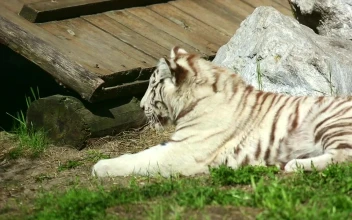 Stock Footage White Tiger Cub Resting On The Grass