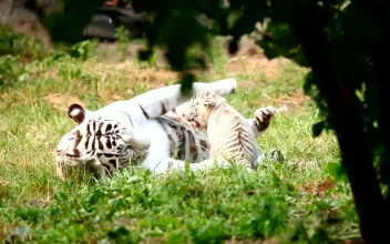 Stock Footage White Tiger Cub Playing With His Mother In The Grass
