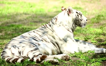 Stock Footage White Tiger And Her Cub Resting On The Grass