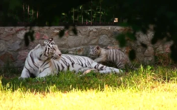 Stock Footage White Tiger And Her Cub Laying On The Grass