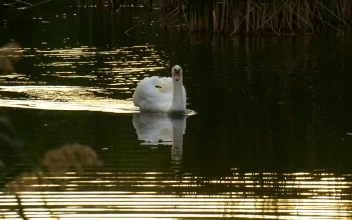 Stock Footage White Swan Swimming On The Lake
