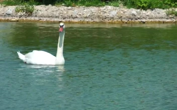 Stock Footage White Swan Swimming On A Lake