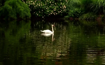 Stock Footage White Swan On A Calm Lake