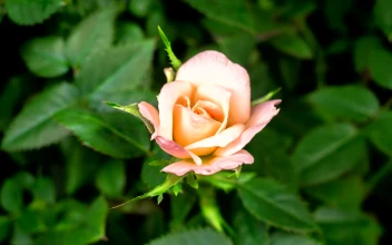 Stock Footage White Rose On The Bush Opens