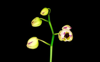 Stock Footage White Orchid Opens