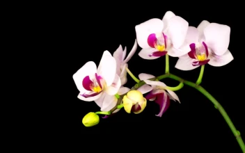Stock Footage White Orchid On A Branch Opens Slowly