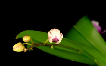 Stock Footage White Orchid On A Branch Opens