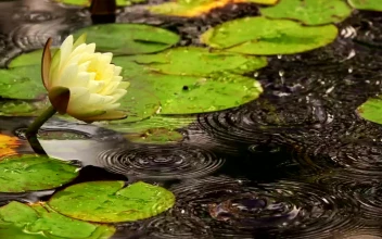 Stock Footage White Lotus Flower In A Pond With Floating Leaves