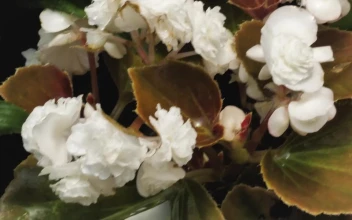 Stock Footage White Little Flowers