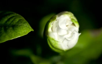 Stock Footage White Gardenia Opening Time Lapse