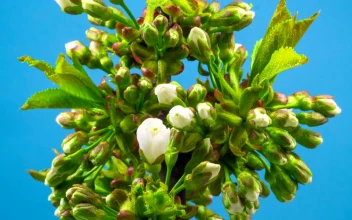 Stock Footage White Flowers Opening On The Plant