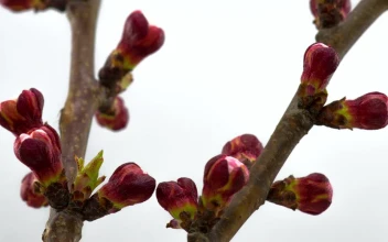 Stock Footage White Flowers Opening On Branches
