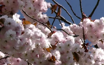 Stock Footage White Flowers On The Branches