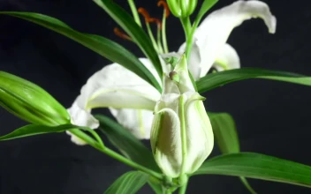Stock Footage White Flower Opening Time Lapse