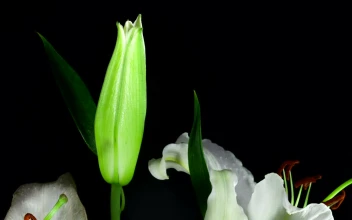 Stock Footage White Flower Opening In Slow Motion