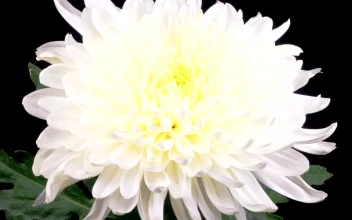 Stock Footage White Chrysanthemum Flower Opening