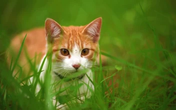 Stock Footage White Cat Lying Among The Grasses Seen Up Close