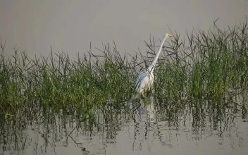 Stock Footage White Bird Between The Grass In The Lake