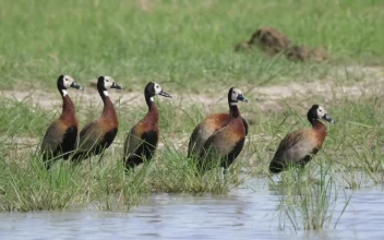 Stock Footage Whistling Ducks Around A Lake