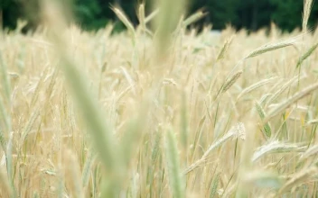 Stock Footage Wheat Waving Gently In Slow Motion
