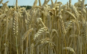 Stock Footage Wheat Swaying In The Wind