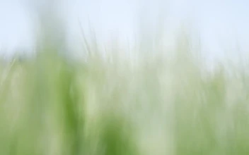 Stock Footage Wheat Plants Blowing In The Wind